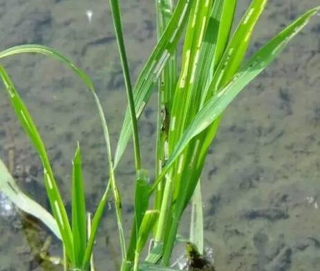 5月水稻谨防小虫稻水象甲注意抓关键时期用药做好防控