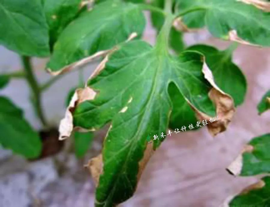 由於使用劣質代森錳鋅導致番茄燒葉