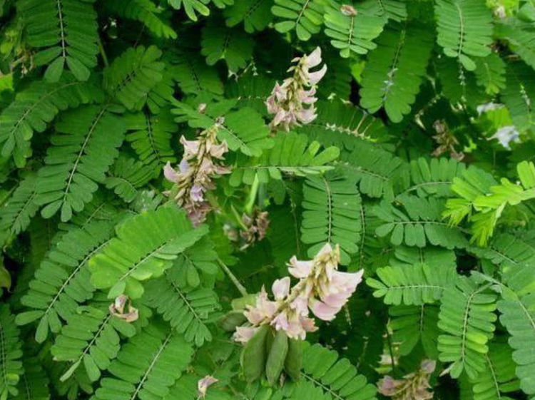 一种长着豆荚的野草,毒性很强,但春夏交替用来煲汤,能祛湿排毒_人们