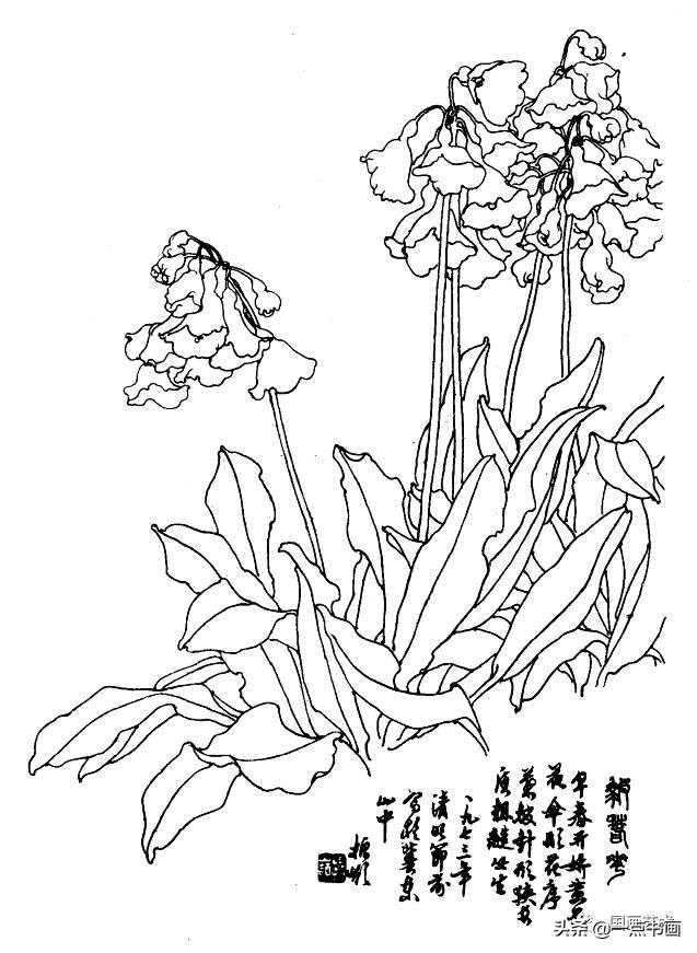 白描花卉图例分享(第一辑)_海棠