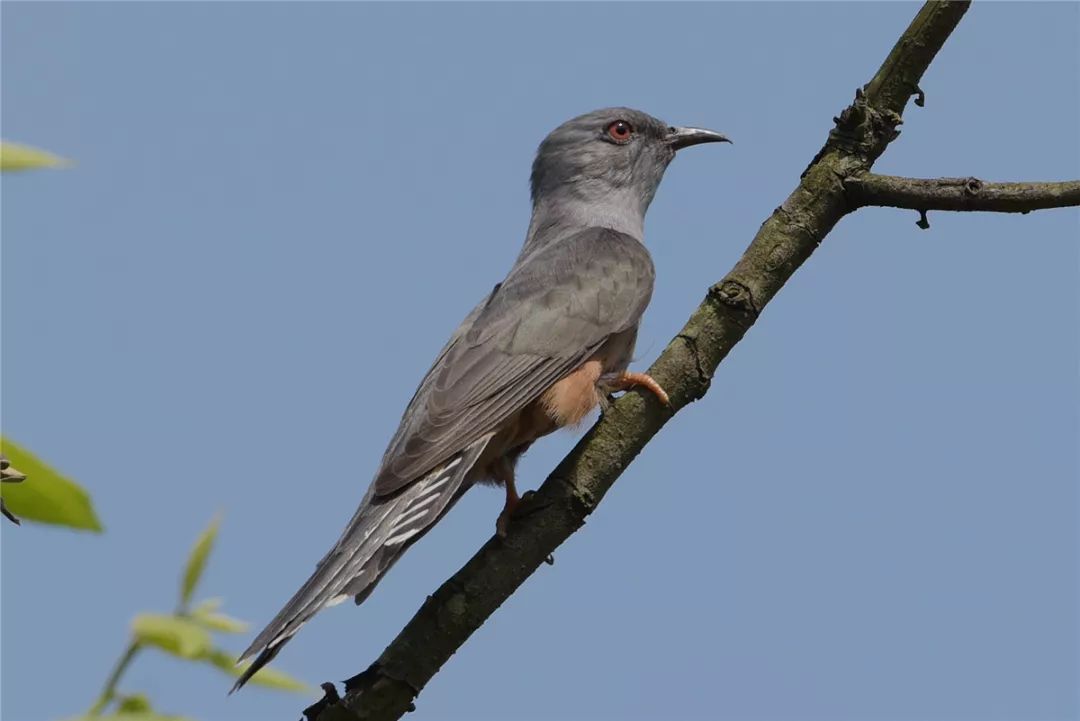 关注保护区飞来更多珍稀鸟