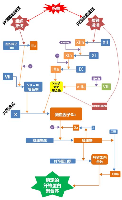 看下幾種抗凝藥物在凝血途徑中的(主要)作用位點:1表4:圍術期抗凝治療