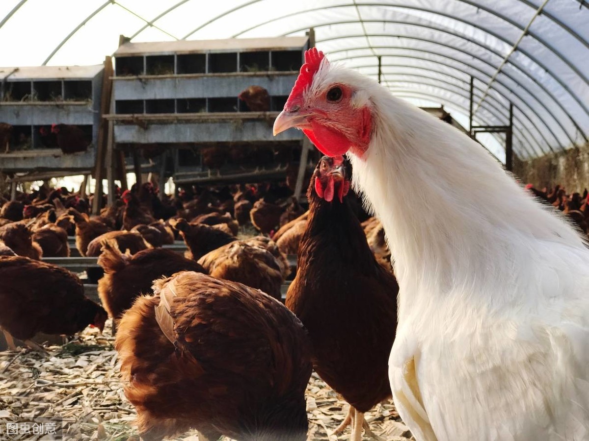 养鸡技术:肉鸡中后期饲养管理要点,特别这三点不能忽视!_养殖