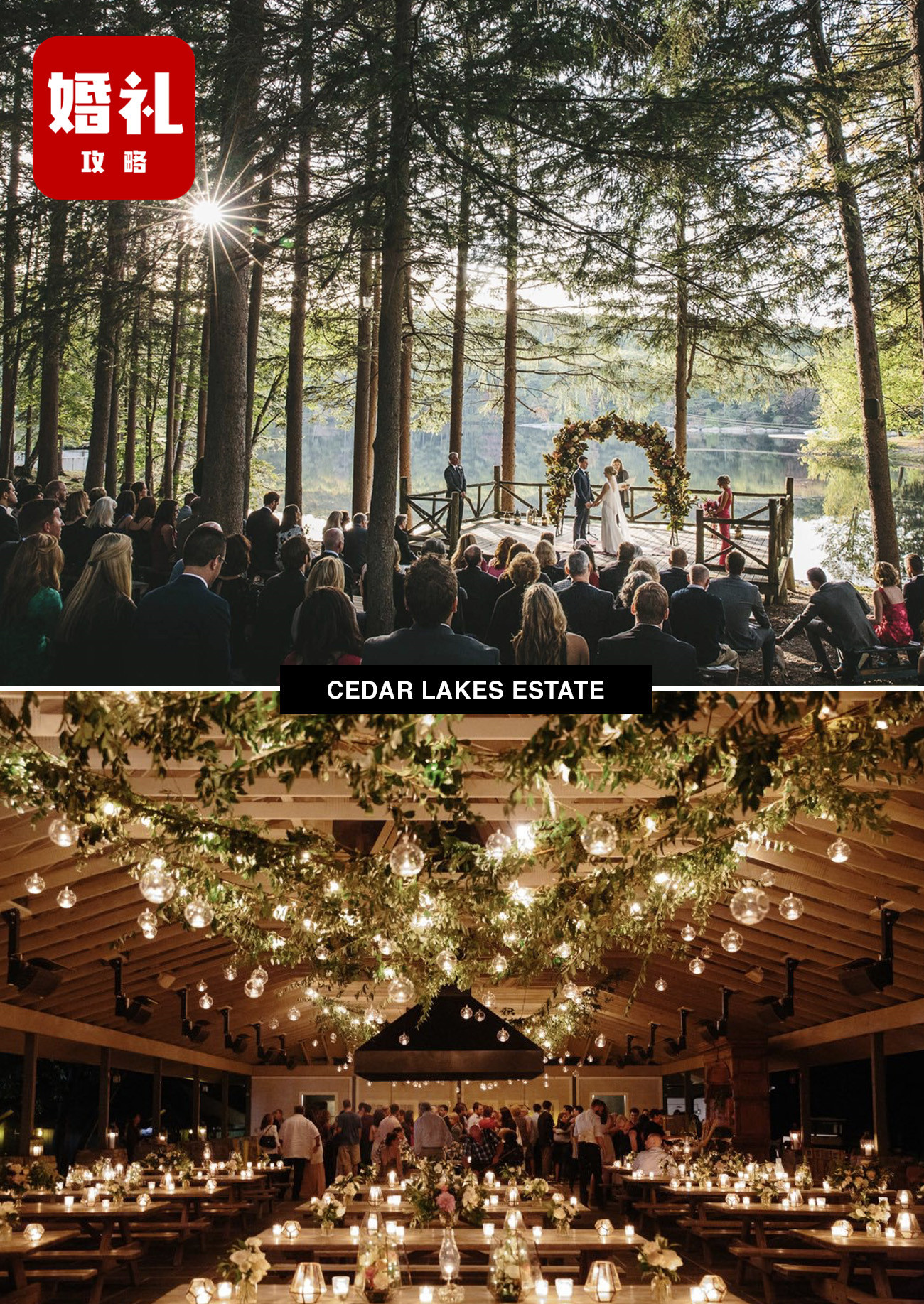 cedartree