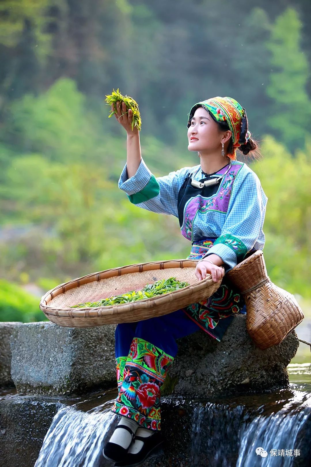 古村女人茶花图片