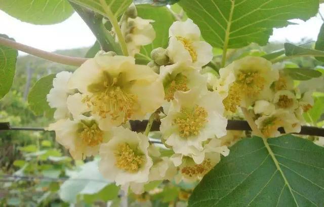 红心猕猴桃授粉技术指导!_花粉