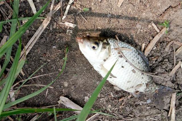 夏季也会出现鱼不上钩总结几点原因十分准