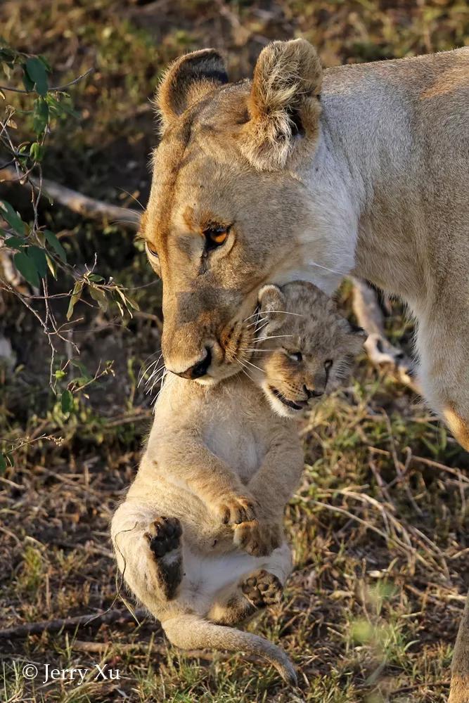玛莎狮群的三只小奶狮绝对是狮群团宠,萌化了!_狮子