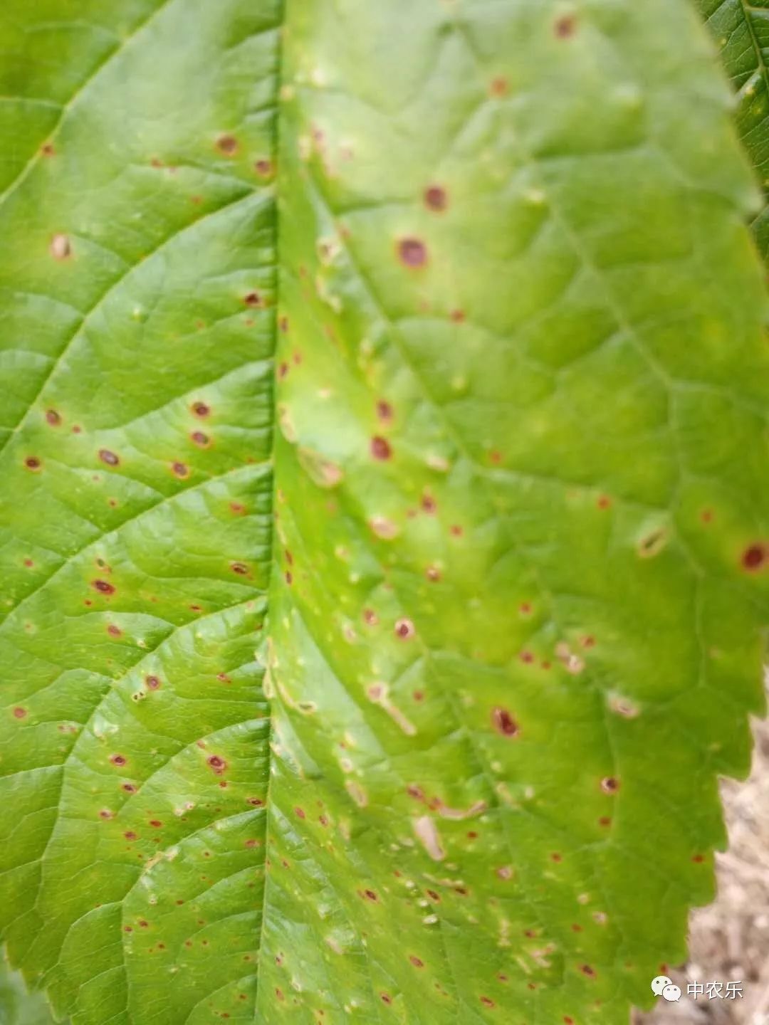 大樱桃叶片穿孔病是咋回事如何防治