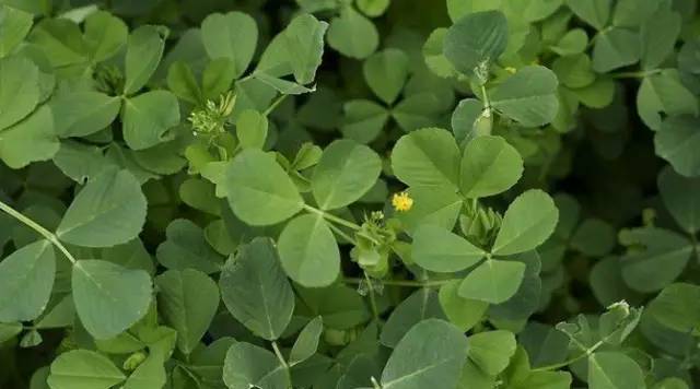 趕緊收藏河北最全的野菜圖譜一鍵收