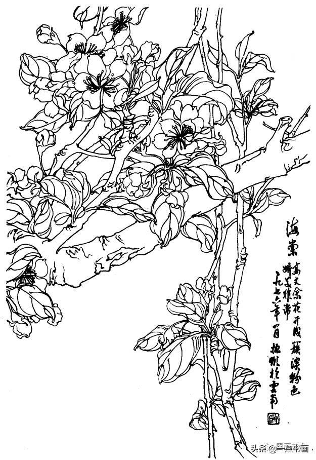 白描花卉图例分享(第一辑)_海棠