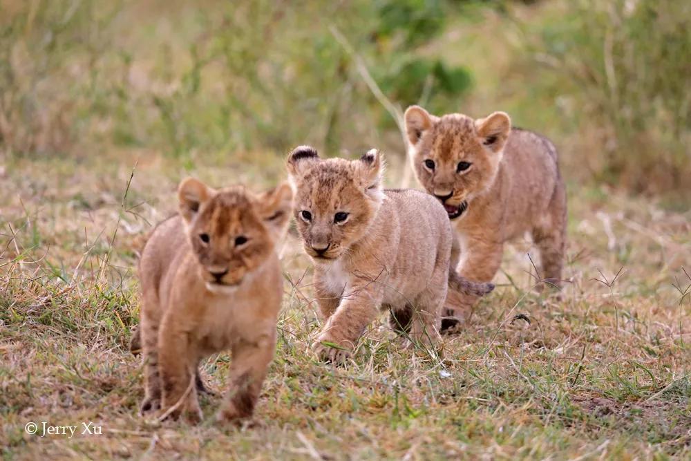 玛莎狮群的三只小奶狮绝对是狮群团宠,萌化了!