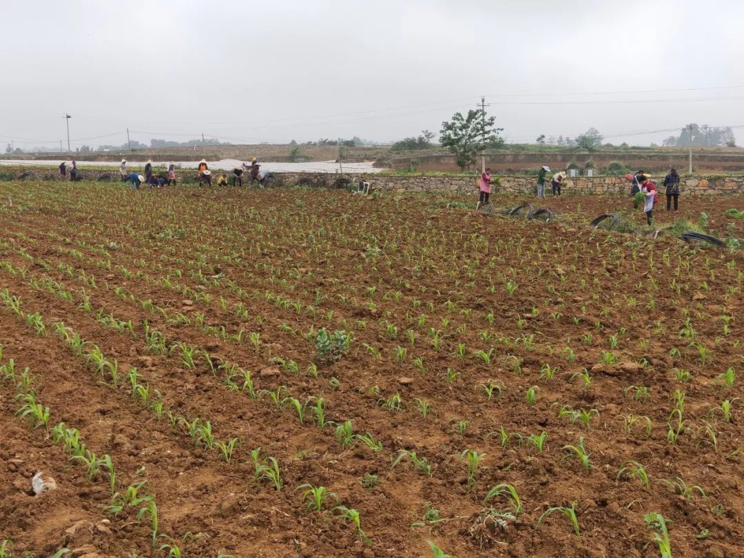 群众正忙着移栽高粱据悉,重新镇今年500亩以上坝区内计划种植高粱8300