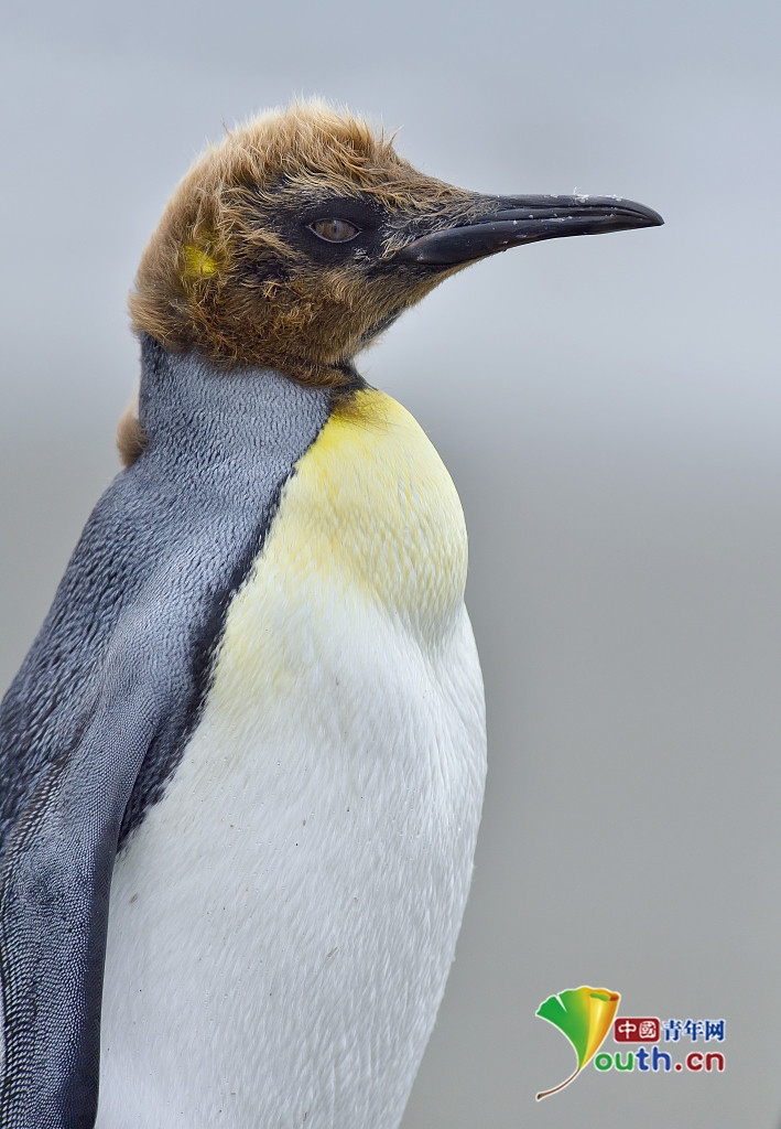 企鹅宝宝换毛"时装秀" "胸毛"造型辣眼