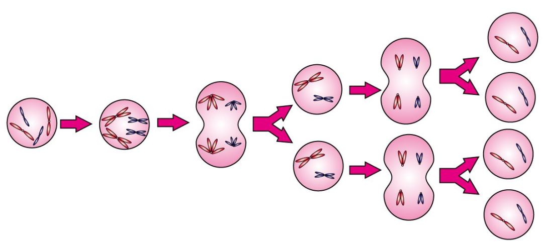 卵细胞形成过程及特点图片