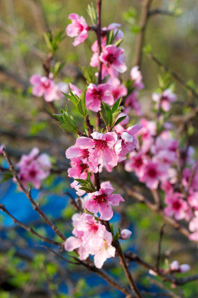 粉黛不需浓 桃运绕身边._桃花
