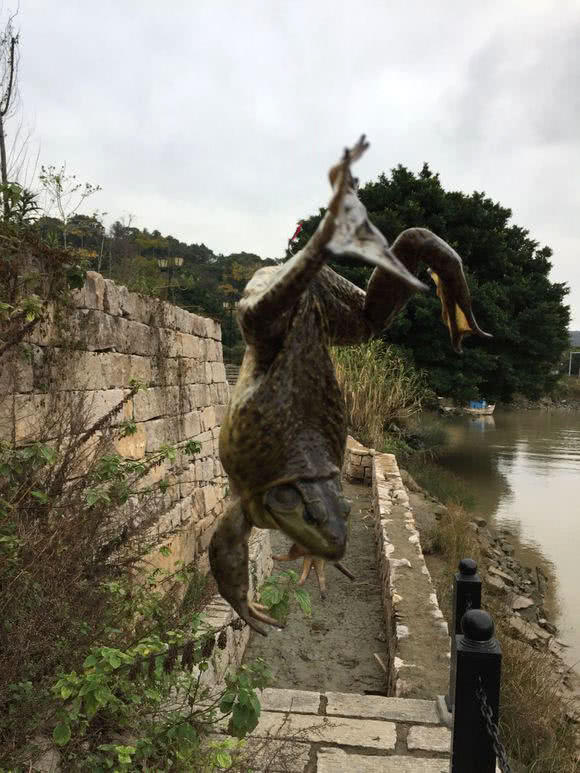 用釣黑魚的方法釣牛蛙,這傢伙非常貪吃,叫聲像牛犢