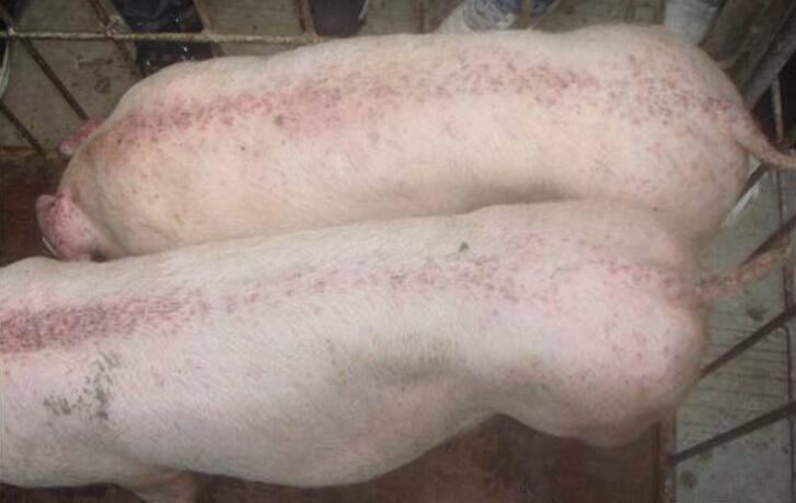 猪耳朵发蓝发紫不一定就是蓝耳病