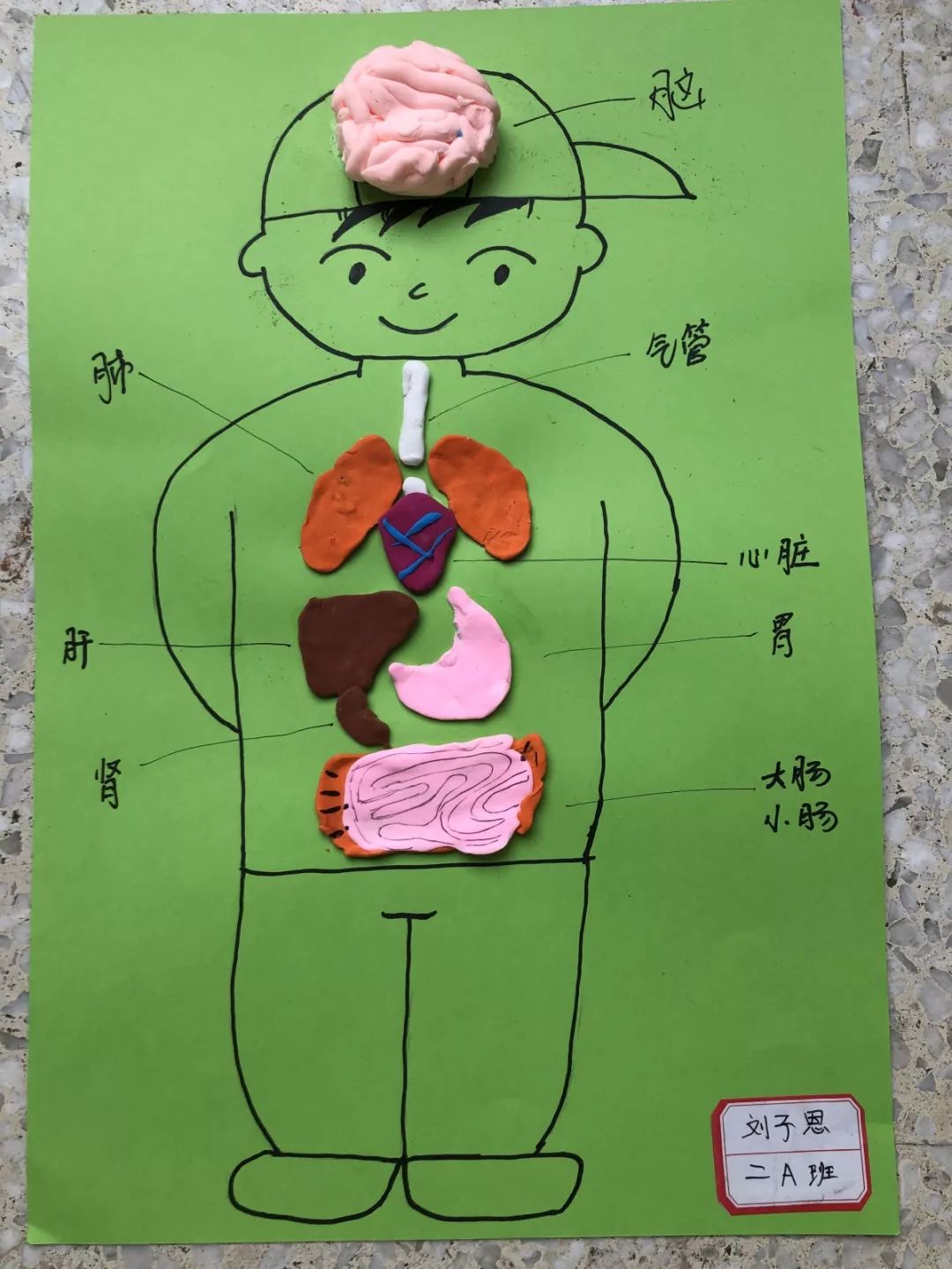 描绘多彩童年绿谷外国语实验小学科技节活动之一二年级制作身体模型