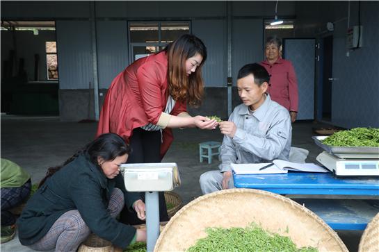 魯瓊(左二)和馬保貴(右二)正在查看收購的茶葉鮮葉 攝影 張凌魯瓊的