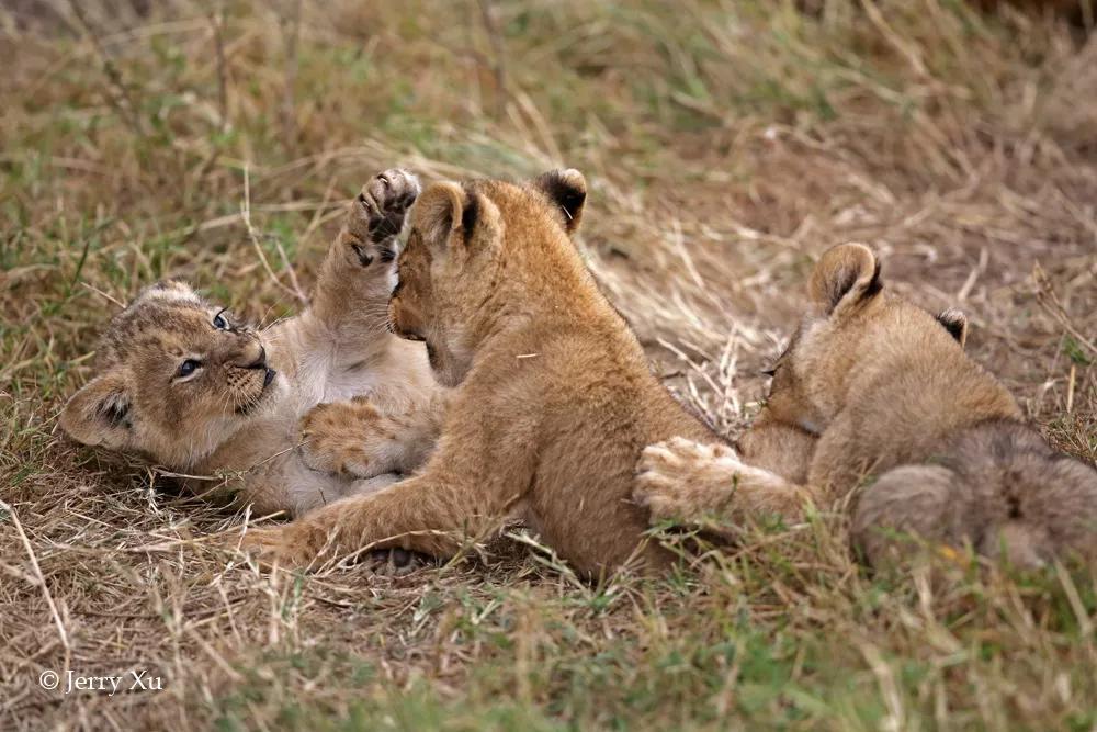 玛莎狮群的三只小奶狮绝对是狮群团宠,萌化了!
