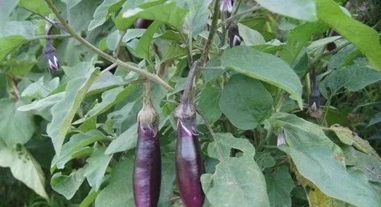 茄子种苗多久可以收获