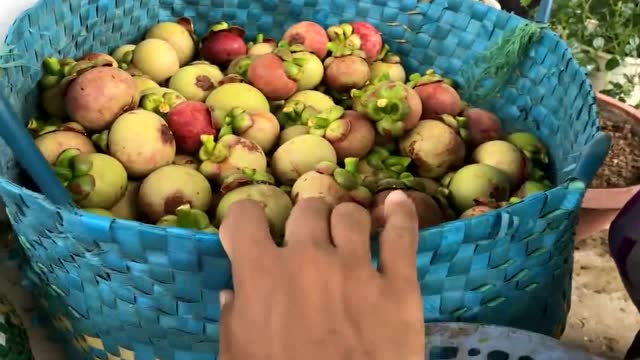 原创山竹为何被称作贵族水果,原来采摘这么麻烦,这次长知识了