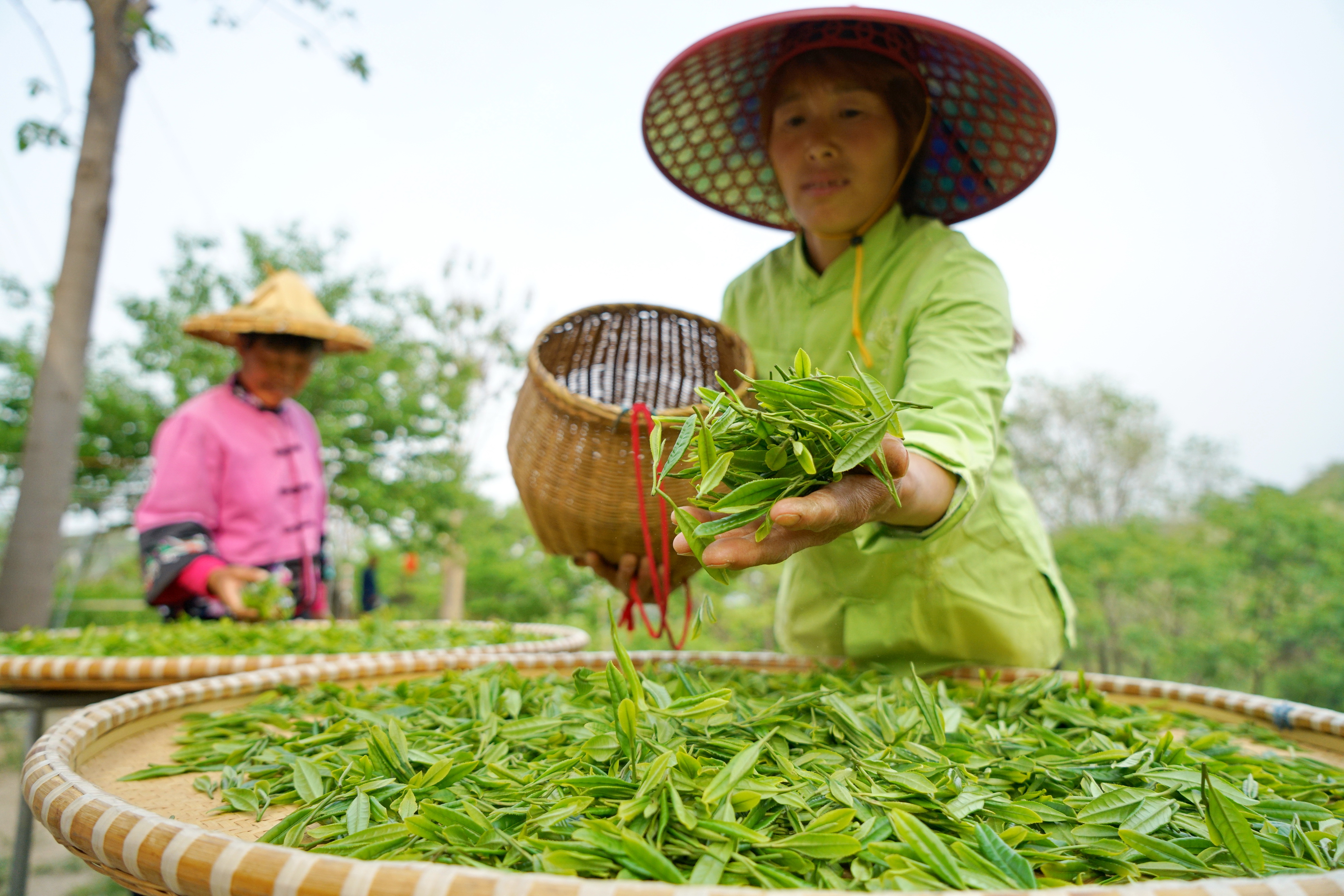5月7日,临城县东篱茶园的工人将采摘的茶叶铺开,准备晾晒