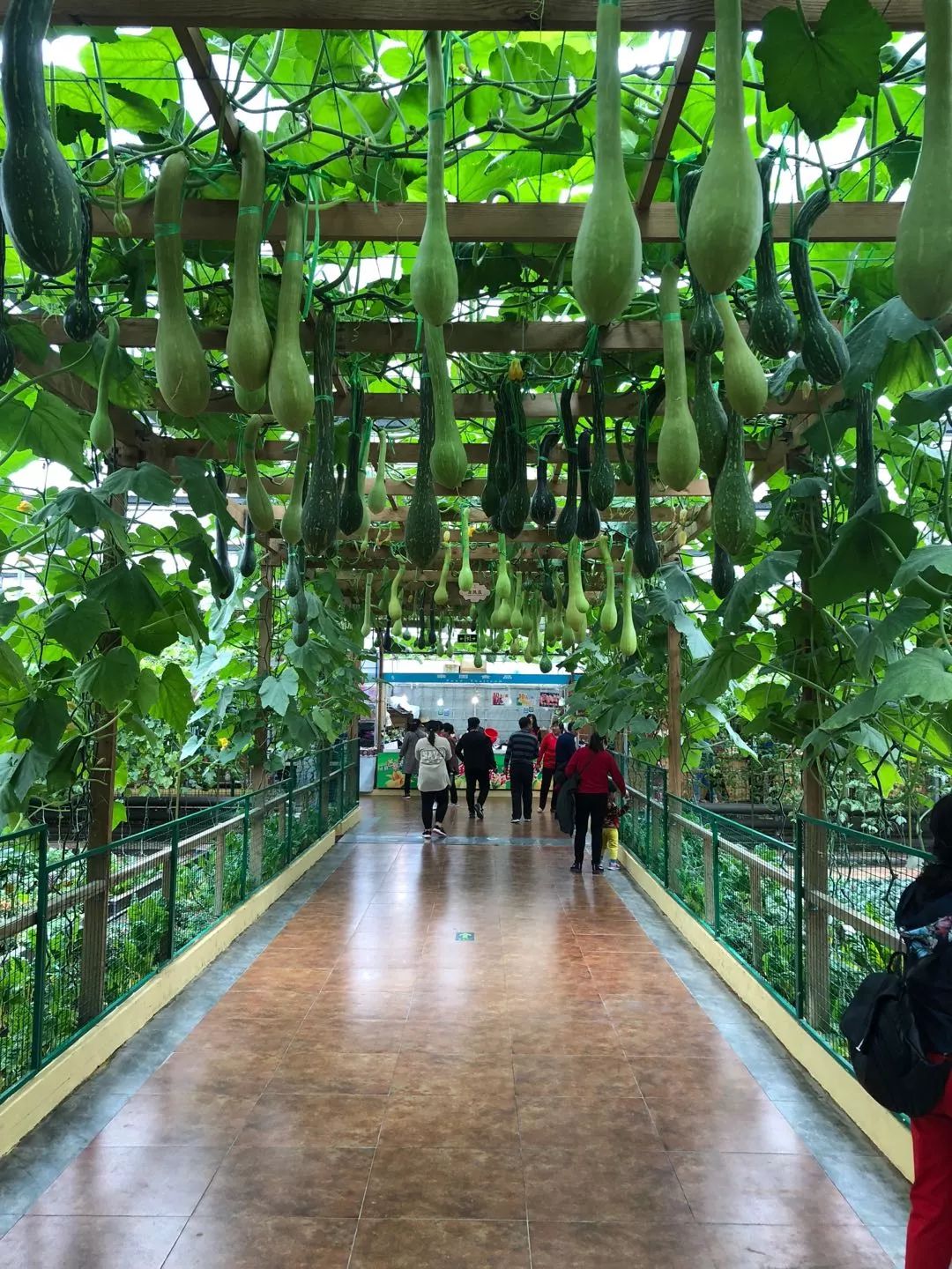 周末一日游推荐,5月11,12日,18日,19日,来宾开心农场,神奇蔬菜世界