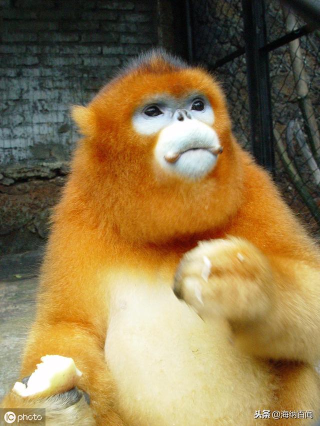 据了解,黔金丝猴是贵州特有珍贵动物,仅分布于铜仁市梵净山国家级