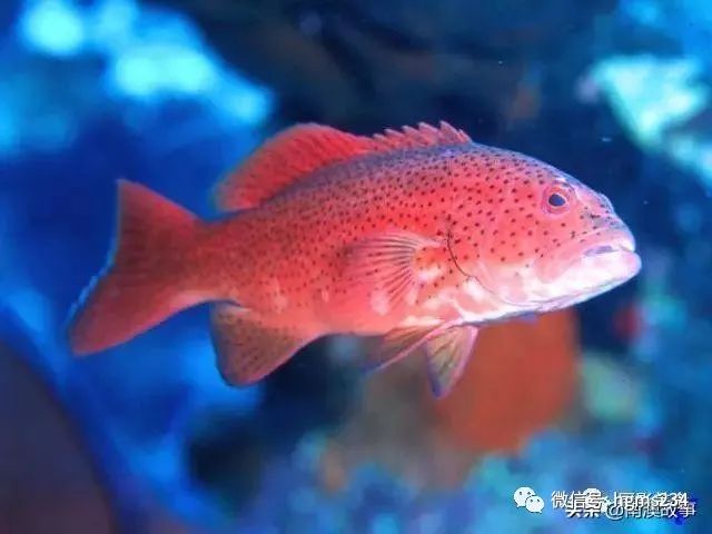 魚類刺身大全