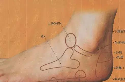 3.上身淋巴腺:反射区位于脚背踝关节上方,用手触摸时有凹陷的感觉.