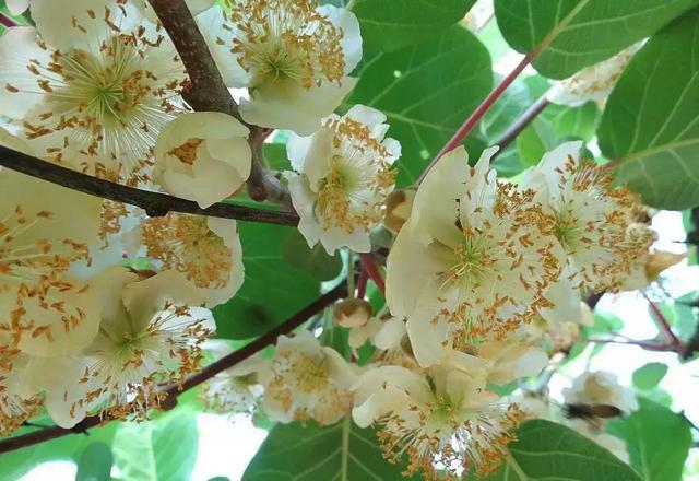 红心猕猴桃授粉技术指导!_花粉