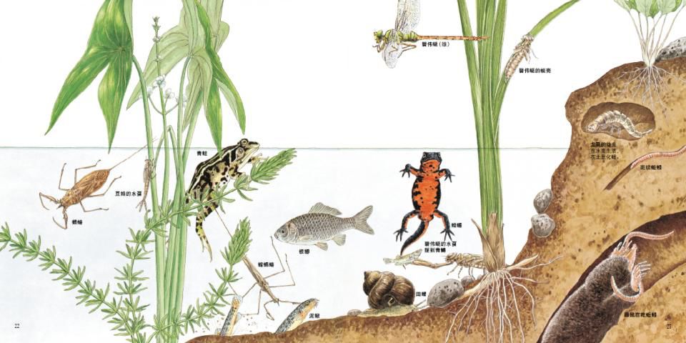 经典绘本 | 《地底下的动物》