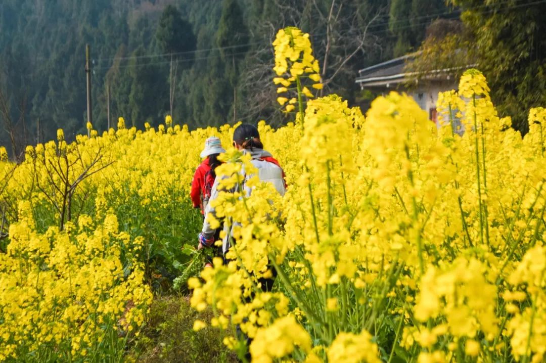 成都户外: 听说,踏青才是户外人迎接春天的最佳仪式