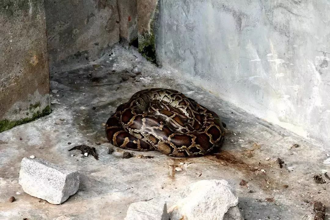 村支书的豪宅把民警惊到了玳瑁象牙沉香花梨制品竟然还有