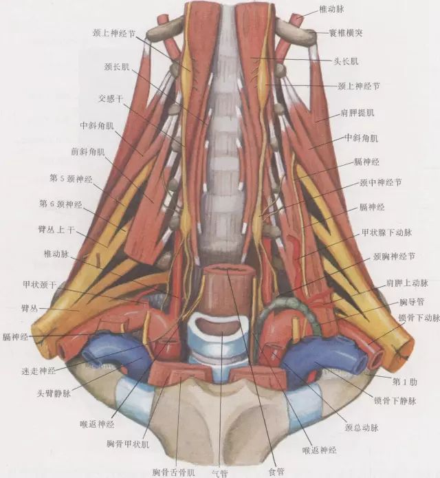 颈部精细解剖【看这篇就够了】