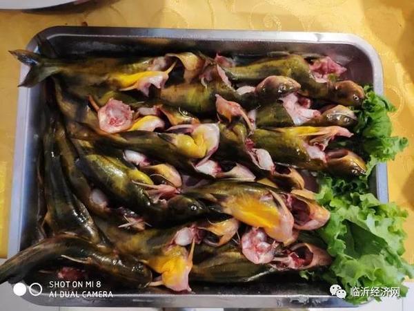 沂河钢针鱼黄花鱼含有丰富的蛋白质,微量元素和维生素,对人体有很好的