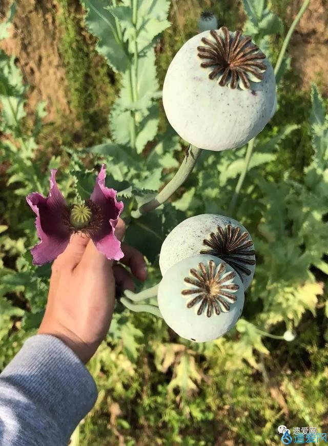 罂粟果成熟图片图片