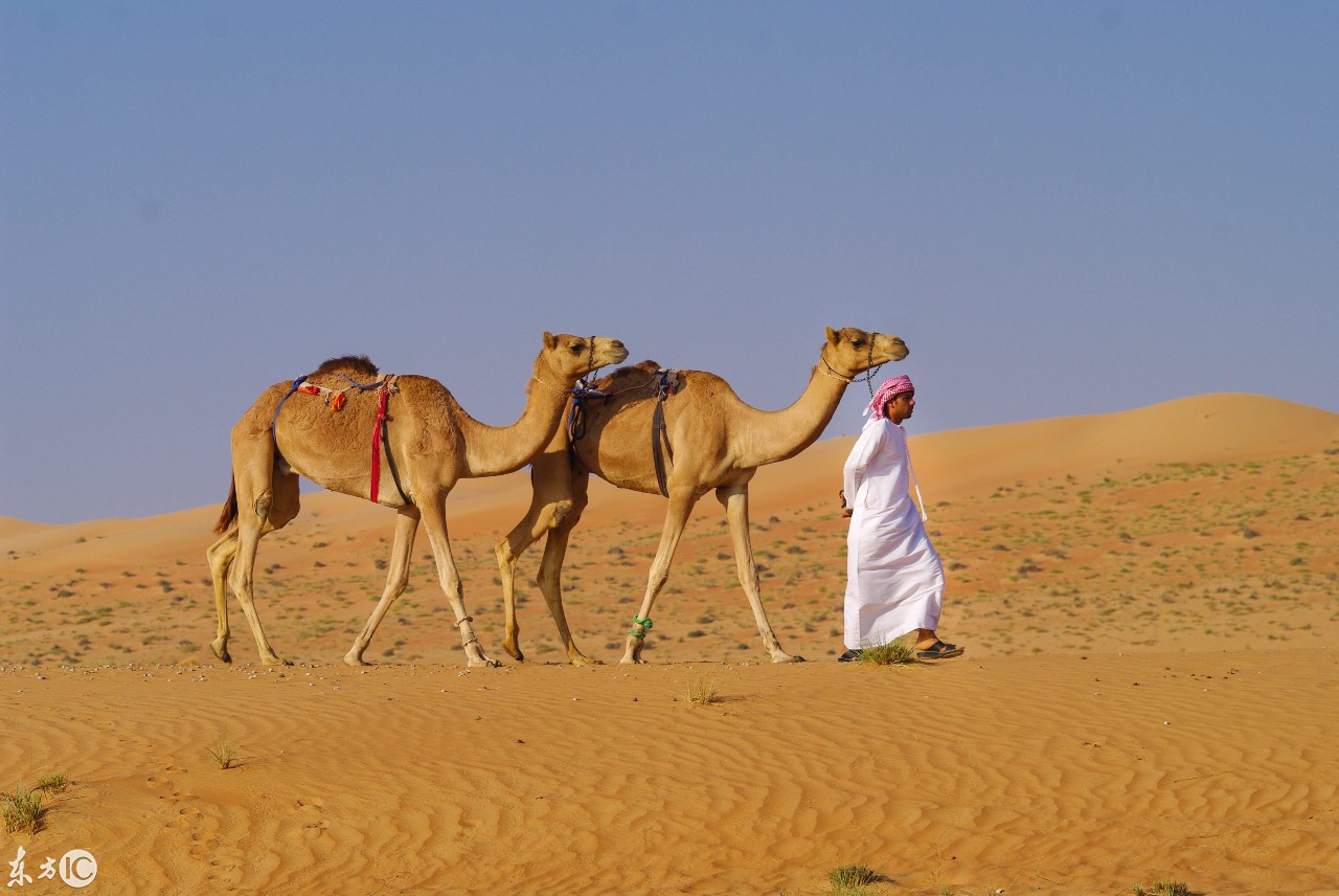 骆驼有哪些生理特性？为什么被称作「沙漠之舟」？ - 知乎