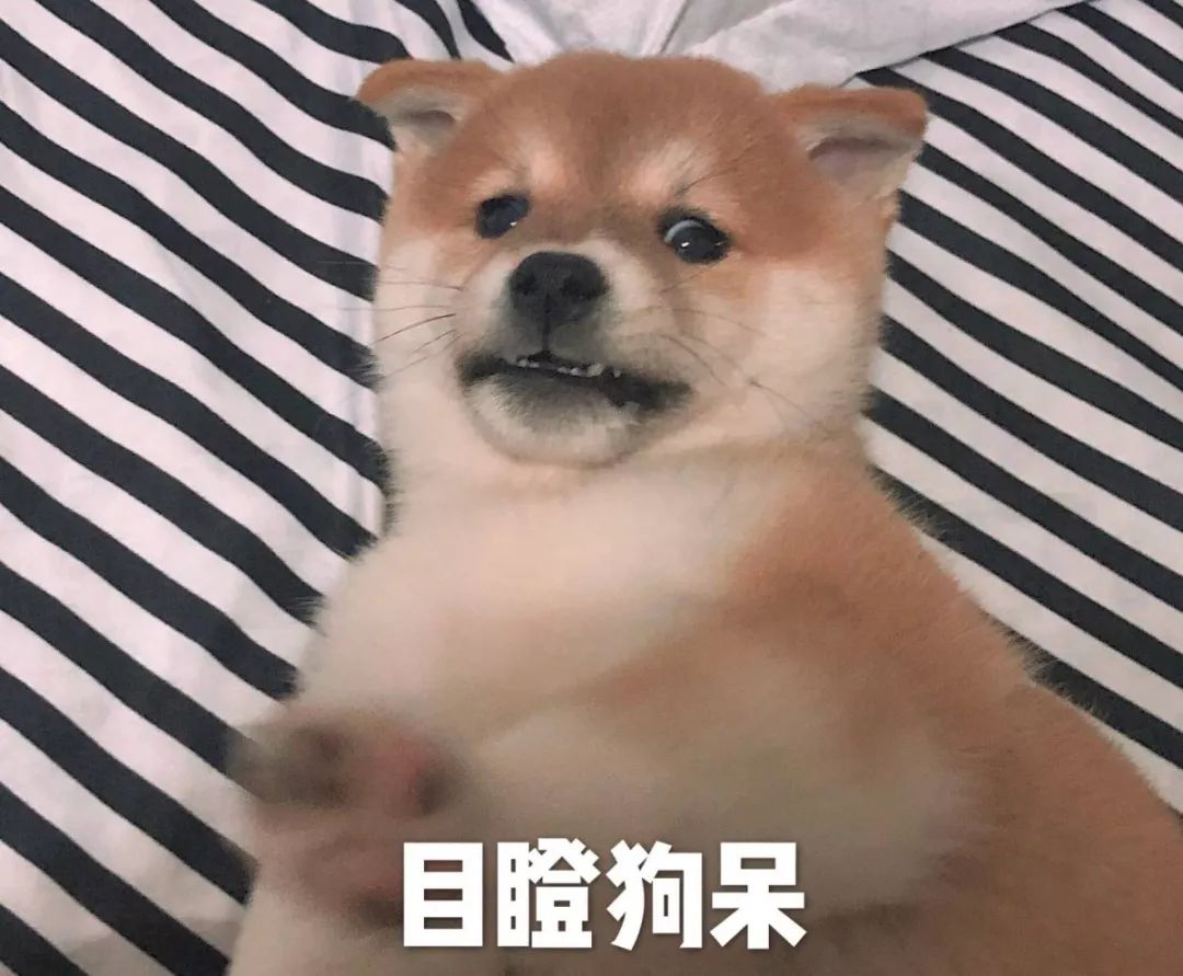 "和这些特色宠物相比,猫和狗是更多人养宠物的第一选择,你更喜欢猫