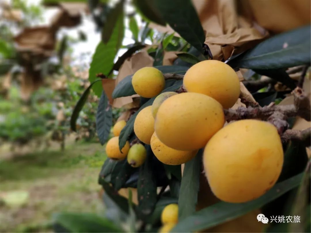 快来泉湖塘白枇杷园开园啦这回让你吃不了兜着走