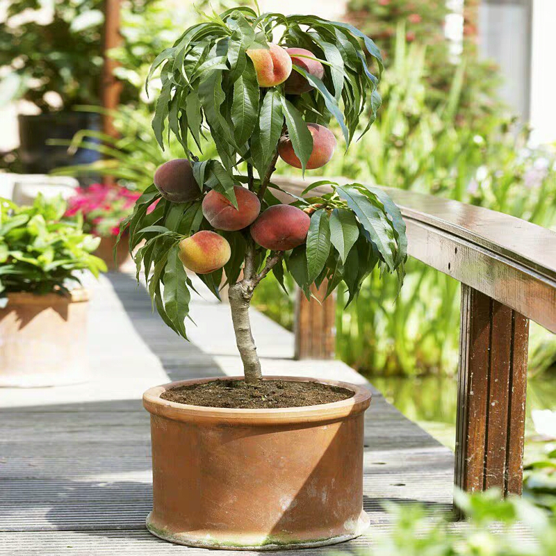 养护桃树盆栽常出现哪些问题这些问题说不定正是你寻找的答案