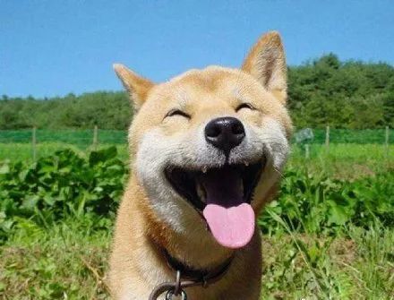 转发这些小可爱,每天都要保持微笑!