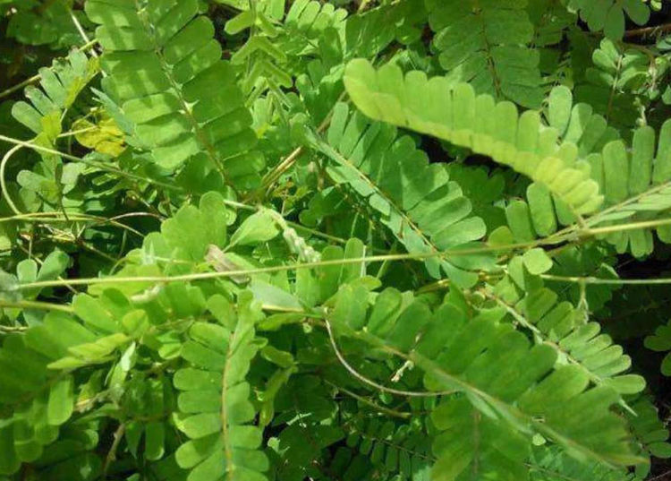 一种长着豆荚的野草,毒性很强,但春夏交替用来煲汤,能祛湿排毒_人们