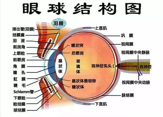 眼睛组织结构解剖图图片