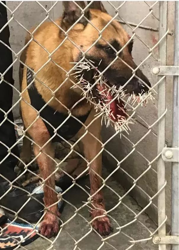 警犬追捕逃犯过程中被豪猪扎200多根刺,仍不放弃.