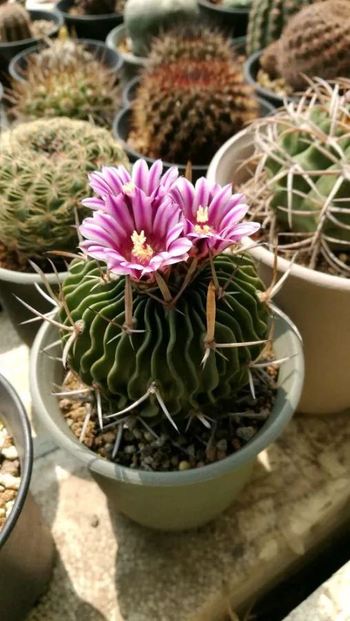 每日一花 | 花友家养了三年的多棱球,年年早春开放!