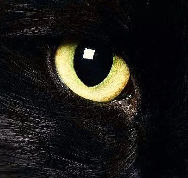 心理测试:哪一只是狗的眼睛?测这辈子有多少人暗恋你!