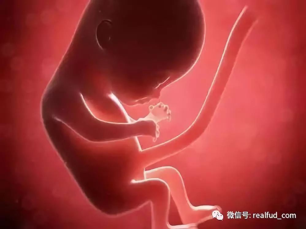 8周胎儿有多大图片